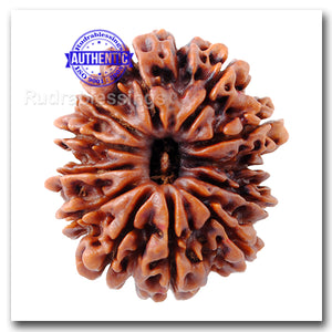 12 Mukhi Nepalese Rudraksha - Bead No 23