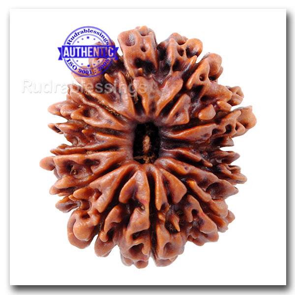 12 Mukhi Nepalese Rudraksha - Bead No 23