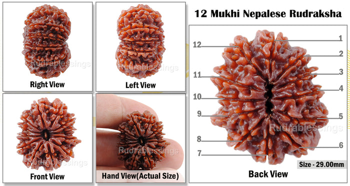 12 Mukhi Nepalese Rudraksha - Bead No. 25