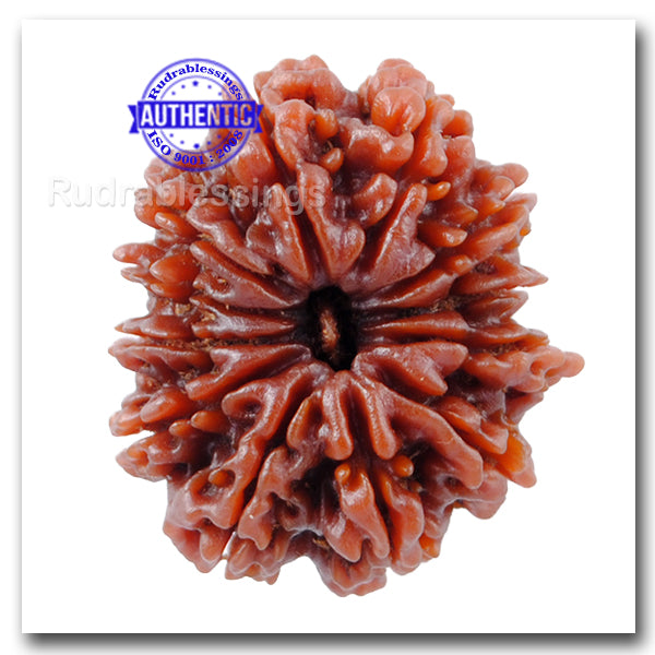 12 Mukhi Nepalese Rudraksha - Bead No. 25