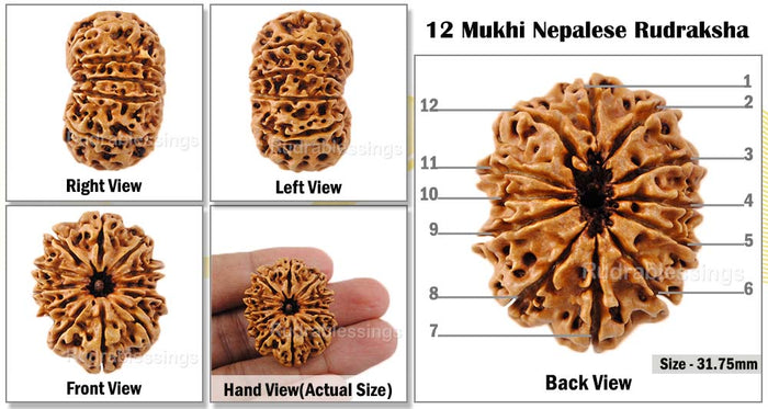 12 Mukhi Nepalese Rudraksha - Bead No. 51