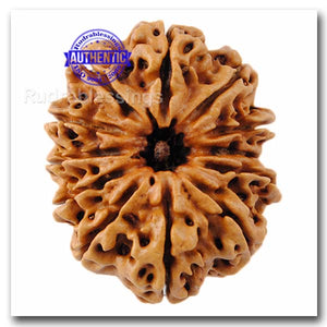 12 Mukhi Nepalese Rudraksha - Bead No. 51