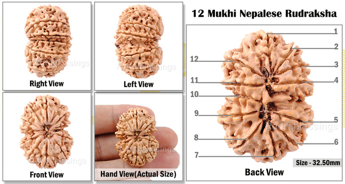 12 Mukhi Nepalese Rudraksha - Bead No. 61
