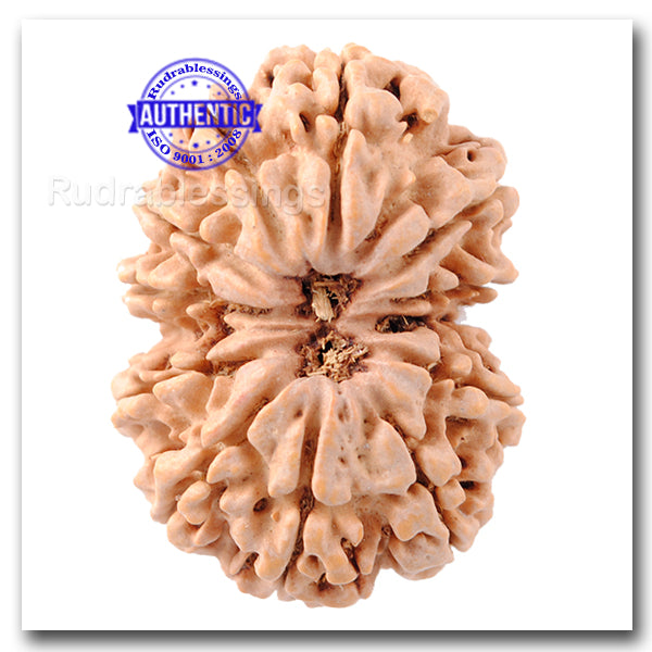 12 Mukhi Nepalese Rudraksha - Bead No. 61