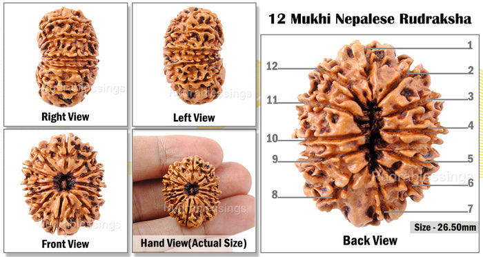 12 Mukhi Nepalese Rudraksha - Bead No. 65