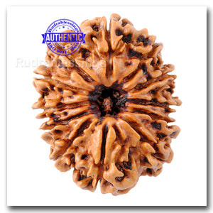 12 Mukhi Nepalese Rudraksha - Bead No. 65