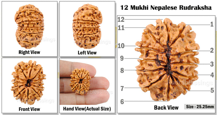 12 Mukhi Nepalese Rudraksha - Bead No. 124