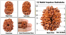 Load image into Gallery viewer, 12 Mukhi Nepalese Rudraksha - Bead No. 126
