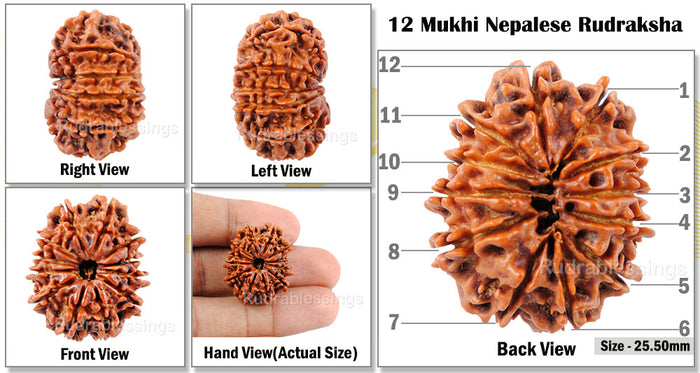 12 Mukhi Nepalese Rudraksha - Bead No. 126