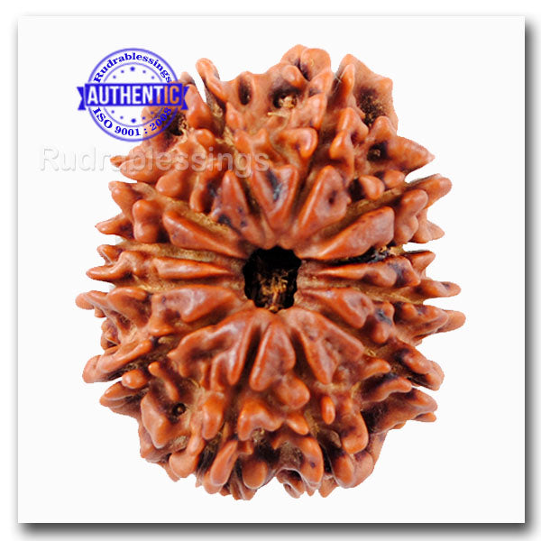 12 Mukhi Nepalese Rudraksha - Bead No. 126