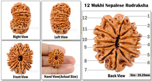 12 Mukhi Nepalese Rudraksha - Bead No. 127