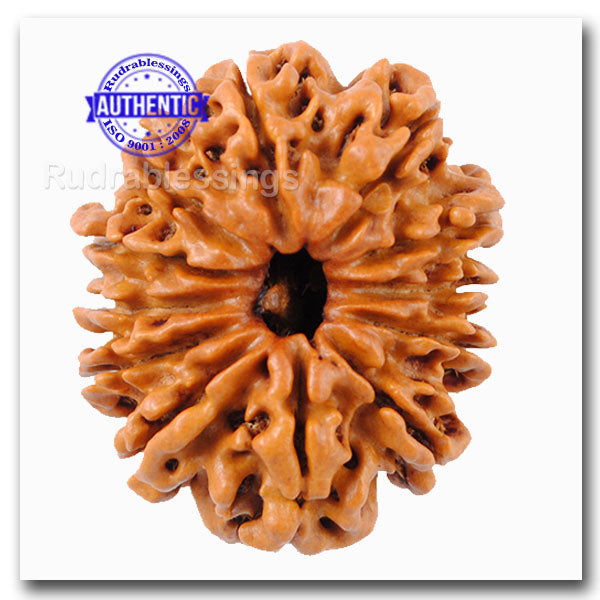 12 Mukhi Nepalese Rudraksha - Bead No. 127