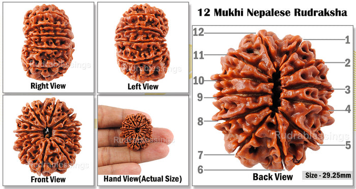 12 Mukhi Nepalese Rudraksha - Bead No. 34