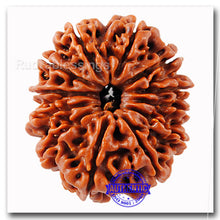 Load image into Gallery viewer, 12 Mukhi Nepalese Rudraksha - Bead No. 34
