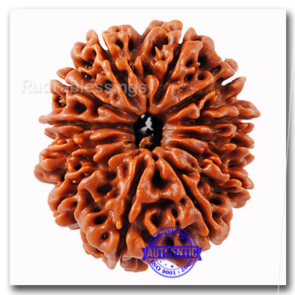 12 Mukhi Nepalese Rudraksha - Bead No. 34