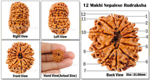 12 Mukhi Nepalese Rudraksha - Bead No. 41