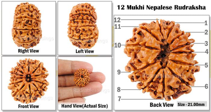 12 Mukhi Nepalese Rudraksha - Bead No. 41