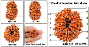 12 Mukhi Nepalese Rudraksha - Bead No. 43