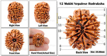 Load image into Gallery viewer, 12 Mukhi Nepalese Rudraksha - Bead No. 100
