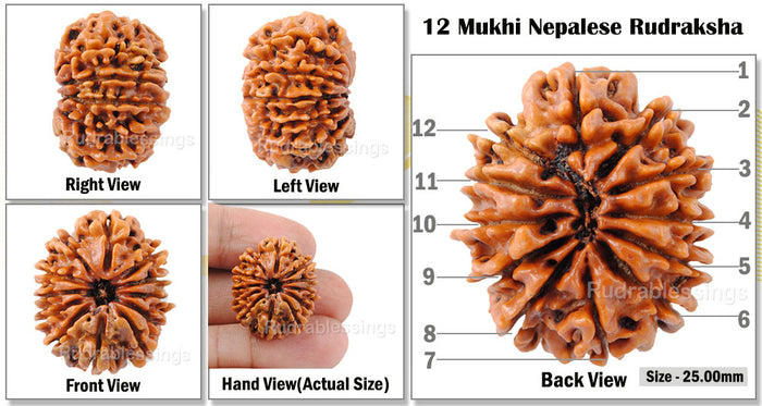 12 Mukhi Nepalese Rudraksha - Bead No. 100