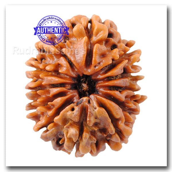 12 Mukhi Nepalese Rudraksha - Bead No. 100