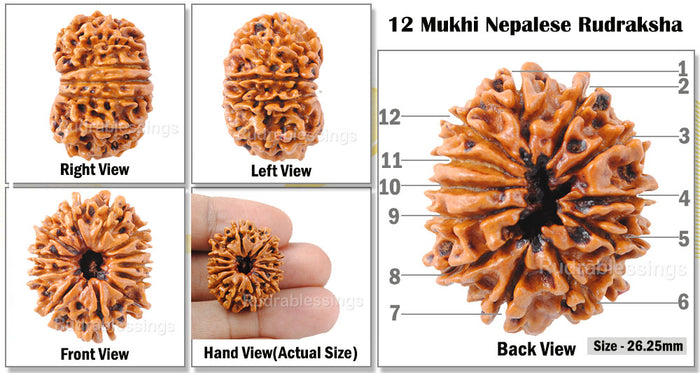 12 Mukhi Nepalese Rudraksha - Bead No. 101