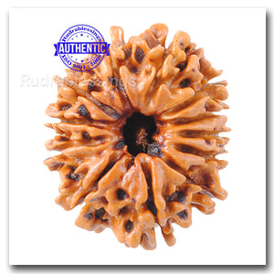 12 Mukhi Nepalese Rudraksha - Bead No. 101