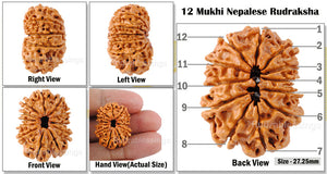 12 Mukhi Nepalese Rudraksha - Bead No 103