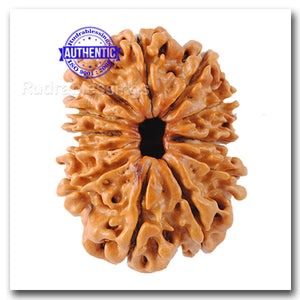 12 Mukhi Nepalese Rudraksha - Bead No 103