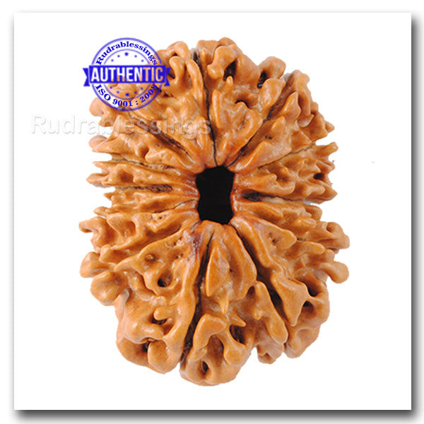 12 Mukhi Nepalese Rudraksha - Bead No 103