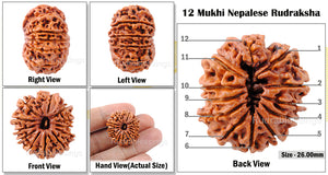 12 Mukhi Nepalese Rudraksha - Bead No. 109