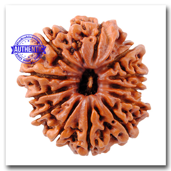 12 Mukhi Nepalese Rudraksha - Bead No. 109