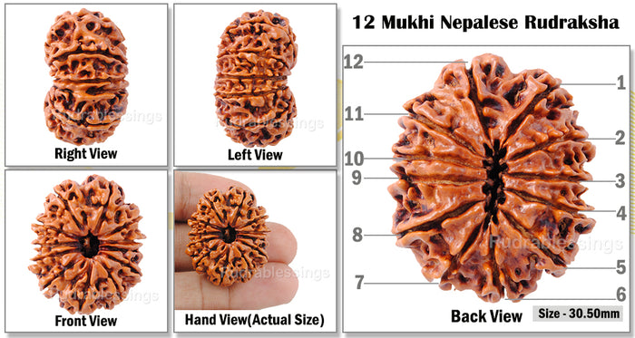 12 Mukhi Nepalese Rudraksha - Bead No. 11