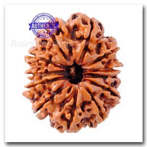 12 Mukhi Nepalese Rudraksha - Bead No. 11