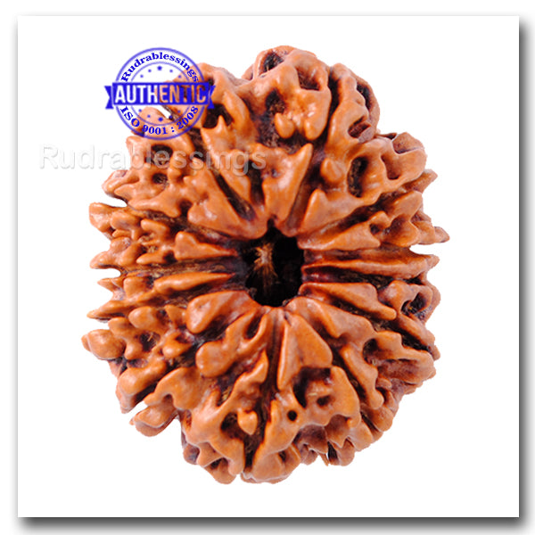 12 Mukhi Nepalese Rudraksha - Bead No. 11