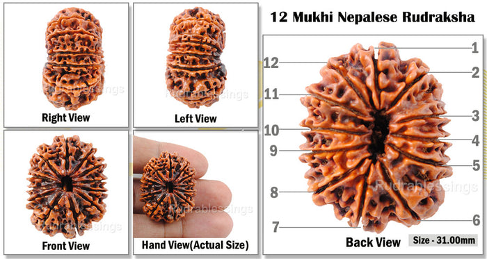 12 Mukhi Nepalese Rudraksha - Bead No. 12