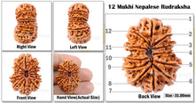 Load image into Gallery viewer, 12 Mukhi Nepalese Rudraksha - Bead No. 13
