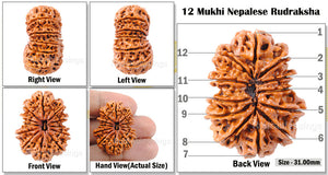 12 Mukhi Nepalese Rudraksha - Bead No. 13