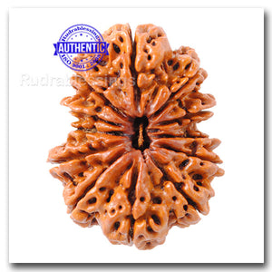 12 Mukhi Nepalese Rudraksha - Bead No. 13