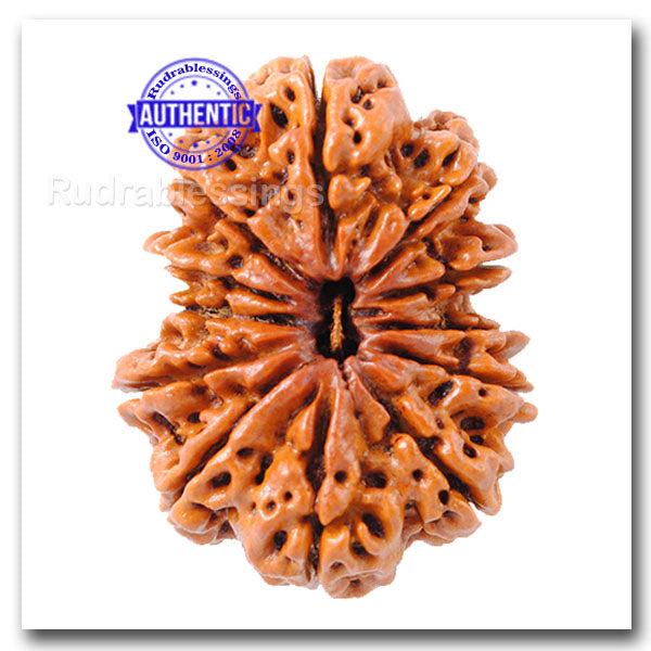 12 Mukhi Nepalese Rudraksha - Bead No. 13