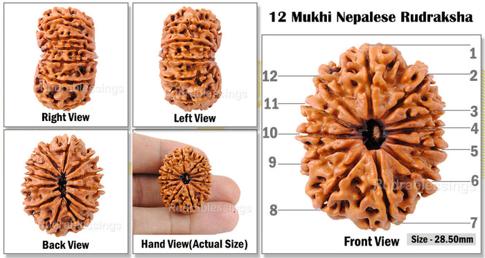 12 Mukhi Nepalese Rudraksha - Bead No. 26