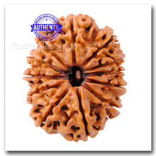 Load image into Gallery viewer, 12 Mukhi Nepalese Rudraksha - Bead No. 26
