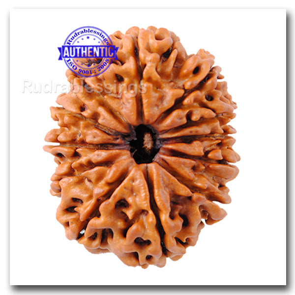 12 Mukhi Nepalese Rudraksha - Bead No. 26