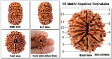 Load image into Gallery viewer, 12 Mukhi Nepalese Rudraksha - Bead No. 27
