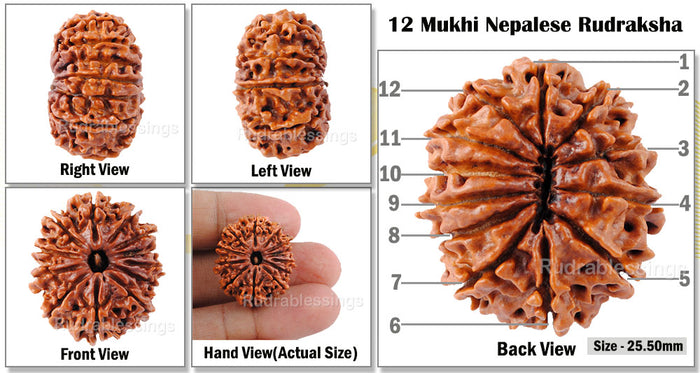 12 Mukhi Nepalese Rudraksha - Bead No. 27