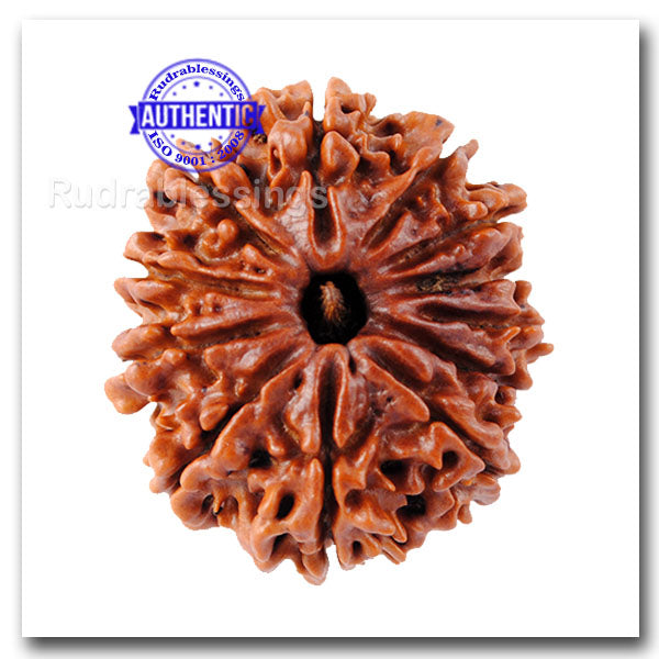 12 Mukhi Nepalese Rudraksha - Bead No. 27