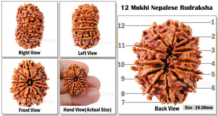 12 Mukhi Nepalese Rudraksha - Bead No. 30