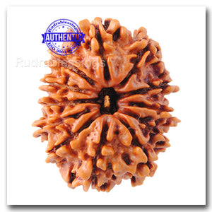 12 Mukhi Nepalese Rudraksha - Bead No. 30