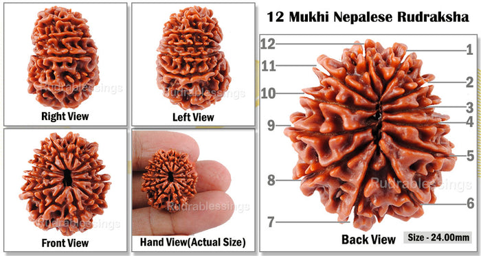 12 Mukhi Nepalese Rudraksha - Bead No. 31