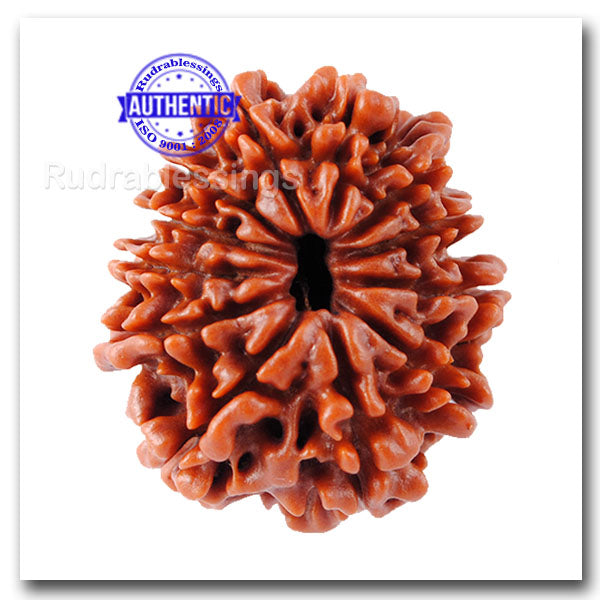 12 Mukhi Nepalese Rudraksha - Bead No. 31